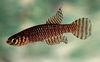Brown Fish Notholebias photo