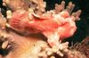 Painted Anglerfish (Painted frogfish)
