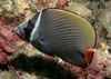 Pakistan Butterflyfish