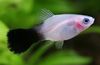 Live-bearing fish (guppy, molly, platy, and swordtail) Papageienplaty