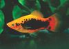 ჭრელი თევზი Papageienplaty ფოტო