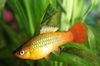 Gold Papageienplaty