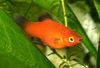 Rød Fisk Papageienplaty foto