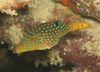 Papuan Toby Puffer