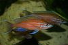 赤 フィッシュ Paracyprichromis フォト