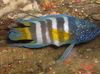 Gestreift Fisch Paraplesiops foto