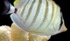 Pebbled Butterflyfish