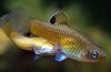 Gold Fisch Phallichthys foto