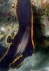 Černá Ryby Pinnatus Batfish fotografie