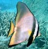 bat თევზი Pinnatus Batfish