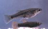 levende bærende fisk (guppy, molly, platy, sverd hale) Poeciliopsis