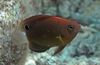 Brown Fish Pomacentrus photo