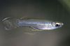 sølv Fisk Poropanchax bilde