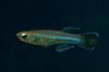 светло плава Риба Поропанцхак фотографија