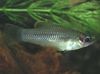 lifandi-fas fiskur (guppy, molly, platy og swordtail) Priapella