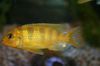 sarı Balık Pseudotropheus Lombardoi fotoğraf