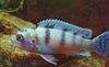 Lichtblauw Vis Pseudotropheus Lombardoi foto