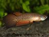 ყავისფერი თევზი Pterolebias ფოტო