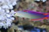 Violetinė Firefish, Papuoštas Dartfish