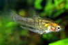 ливе-беаринг риба (гуппи, молли, плати, и мач реп) Куинтана Атризона