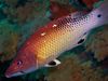 წითელი Diana Hog თევზი