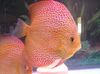 Плямистий Риба Дискус Червоний (Дискус Помпадур, Дискус Хеккеля) фото