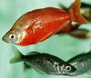Rainbowfish Rosso