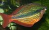 Regal Rainbowfish