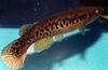 Marrone Pesce Rivulus foto
