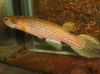 Spotted Fish Rivulus photo