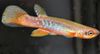 Ποικιλόχρους ψάρι Rivulus φωτογραφία