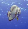 Batfish Round-Faced Batfish, Teira Batfish