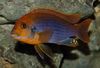 Roostes Cichlid