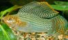 Spotted Sailfin Molly
