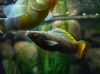 карычневы Рыба Моллинезия Парусная (Пецилия Высокоплавничная, Пецилия Флаговая) фота