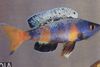 Motley Fish Sardine Cichlid photo
