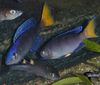 Modrý Ryby Sardinka Cichlid fotografie