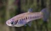 Silver Fish Scolichthys photo