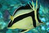 Dalgis-Ženklas Butterflyfish