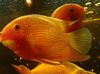 Rot Fisch Severum foto