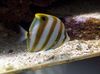 Sixspine Butterflyfish