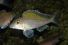 Silver Fish Spilopterus photo