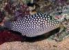 flekket Fisk Spotted Puffer (Hawaiian Hvitflekkede Toby) bilde