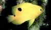 gul Fisk Stegastes bilde