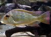 stripete Fisk Surinamen Geophagus bilde