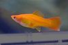 Yellow Fish Swordtail photo