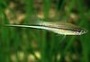 Verde Pesce Swordtail foto