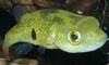 Πράσινος ψάρι Tetraodon Cutcutia φωτογραφία