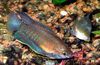 dryžuotas Žuvis Storio Lūpos Gourami nuotrauka