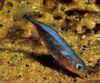 Silver Fish Three-spined Stickleback photo